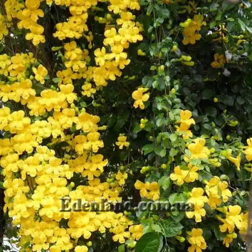 Изображение цветение