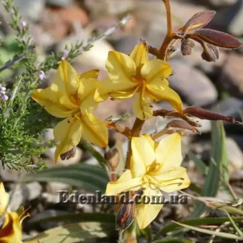 Изображение Вахендорфия метельчатая - Wachendorfia paniculata