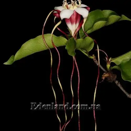 Изображение Строфантус Петерса  - Strophanthus petersianus