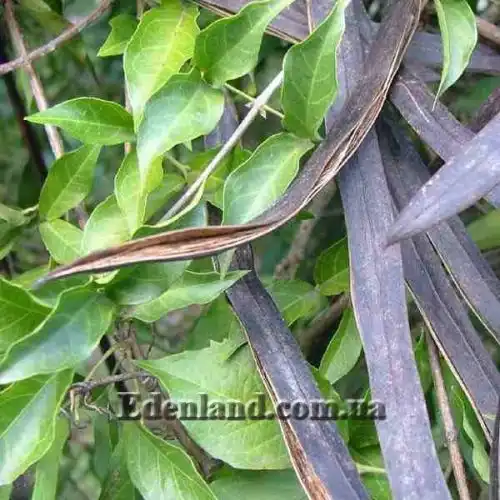 Изображение созревшие семена