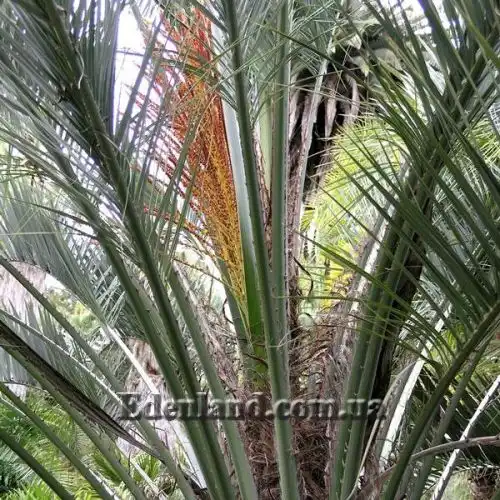 Изображение Бутия Ятай - Butia yatay