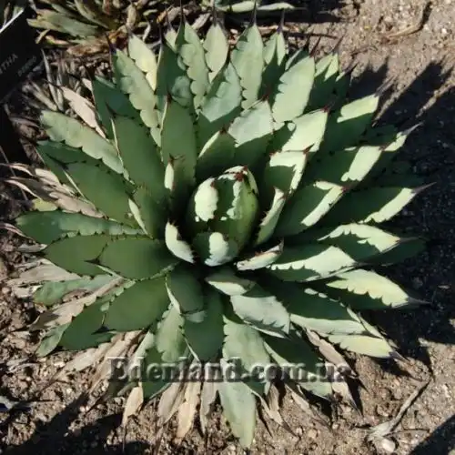 Изображение Агава крупноколючковая - Agave macroacantha