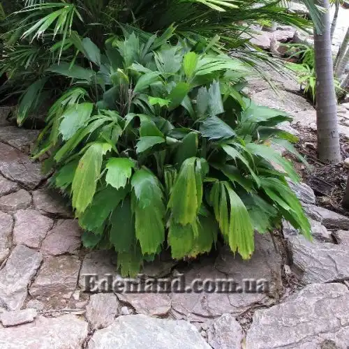 Изображение Аренга хвостатая  - Arenga caudata