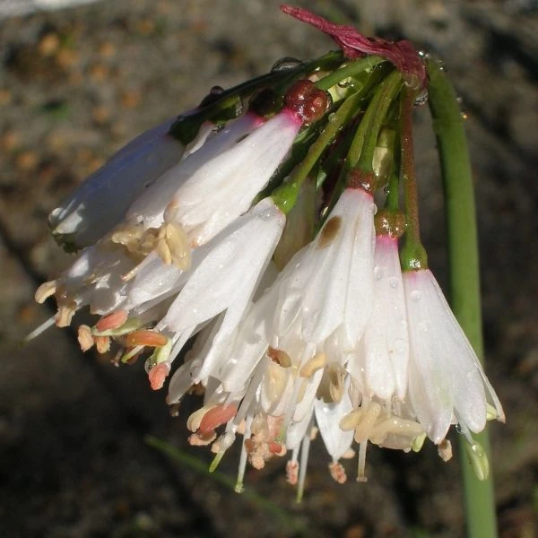 Изображение Струмария усеченная - Strumaria truncata 