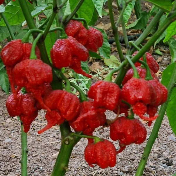 Зображення Перець Кароліна Ріпер червоний  - Carolina Reaper Red