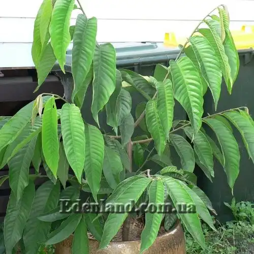 Изображение саженец в контейнере