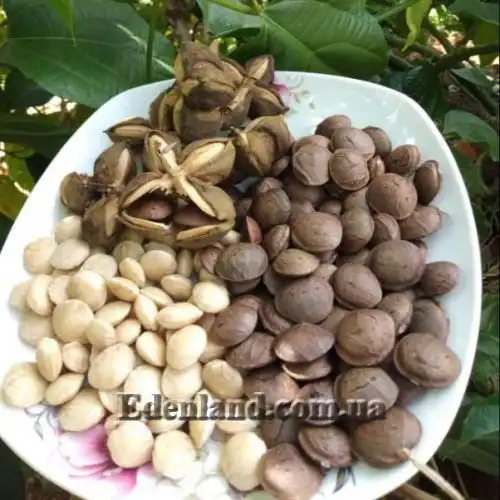 Изображение Плукенетия вьющаяся - Plukenetia volubilis