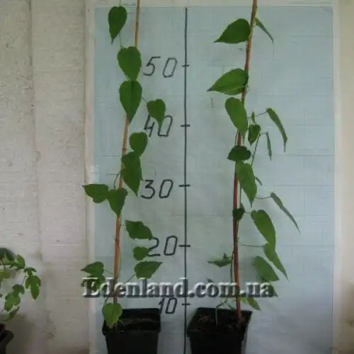 Зображення саджанці у продажу