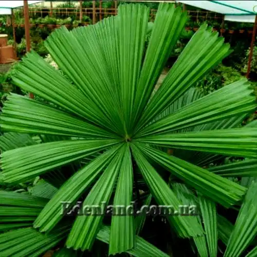 Изображение Ликуала колючая - Licuala spinosa