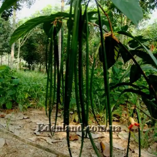 Изображение Райтия сомнительная - Wrightia dubia 