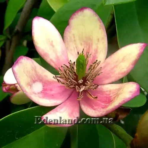 Изображение Михелия фиго - Michelia figo