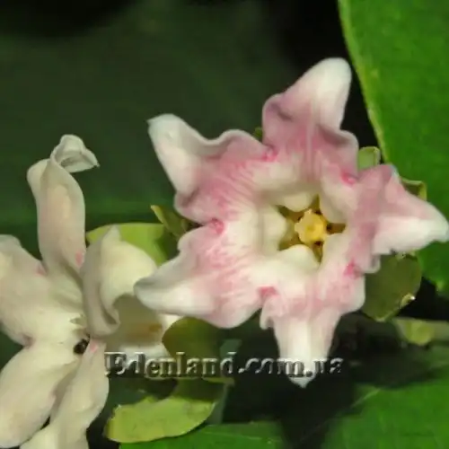 Изображение Арауджия вишнеплодная - Araujia sericifera