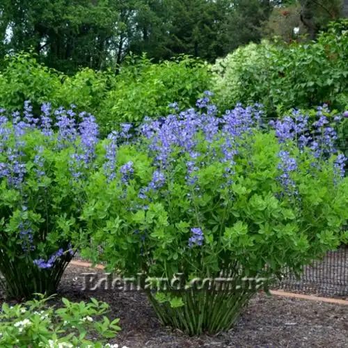 Изображение Баптизия южная - Baptisia australis 