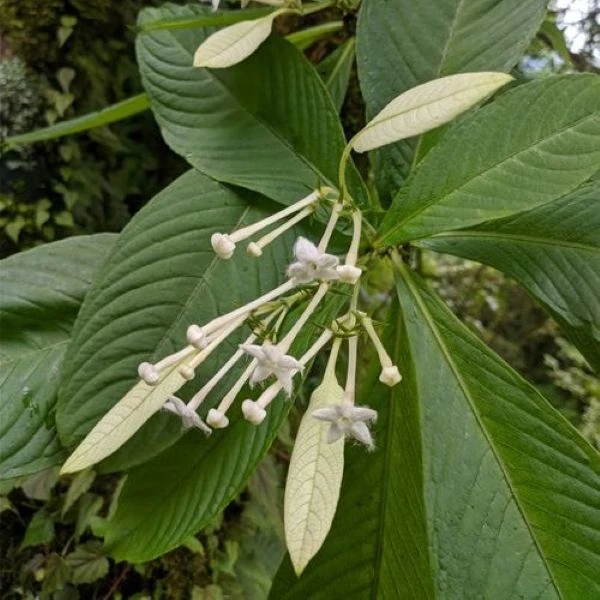 Зображення Неогіменопогон паразитичний - Neohymenopogon parasiticus 
