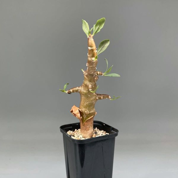 Зображення Отонна дуболиста - Othonna quercifolia