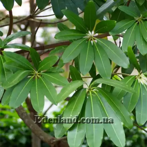 Изображение Альстония школьная - Alstonia scholaris