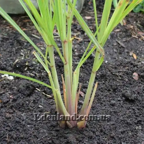 Изображение Цимбопогон извилистый - Cymbopogon flexuosus