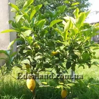 Зображення плодоносне деревце