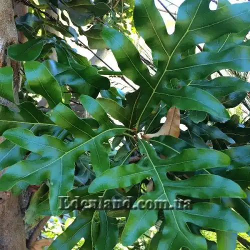 Изображение Стенокарпус выемчатый - Stenocarpus sinuatus