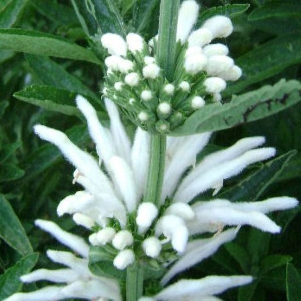 Зображення Леонотіс леонурус білоквітковий - Leonotis leonurus Alba