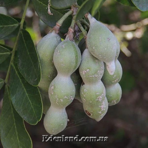 Зображення зелені плоди