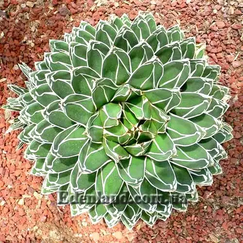 Зображення вид зверху