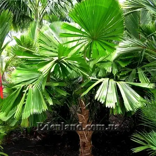 Изображение Ликуала Рамсея  - Licuala ramsayi