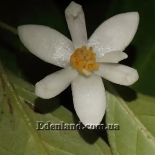 Зображення Анаксогорея лусонська - Anaxagorea luzonensis 