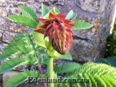 Встречаем весну с семенами от Edenland