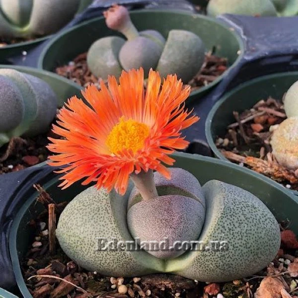 Зображення Плейоспілос Нела - Pleiospilos nelii