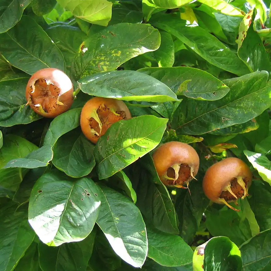 Изображение Кратегус германский  - Crataegus germanica