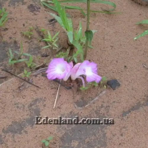 Изображение Афрамомум бело-фиолетовый - Aframomum alboviolaceum