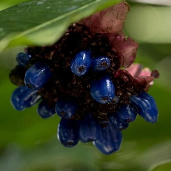 Зображення Палікурея Корреа - Palicourea correae  