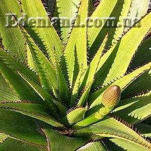 Зображення поява квітконоса