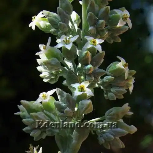 Изображение Каланхоэ Лусия - Kalanchoe luciae
