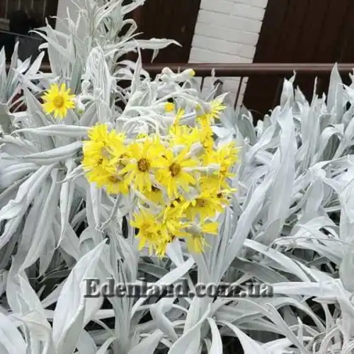 Изображение Сенецио снежно-золотистый - Senecio niveoaureus