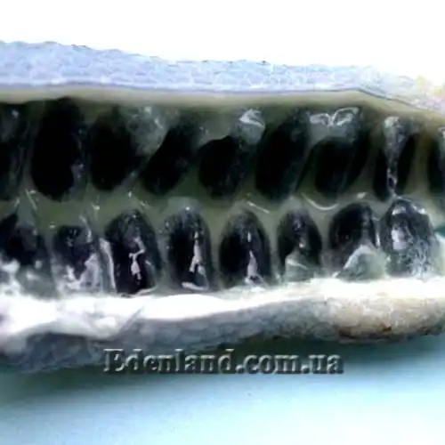 Изображение семена внутри плода