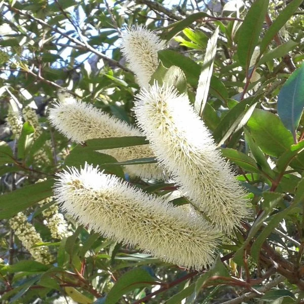 Кунонія капська - Cunonia capensis