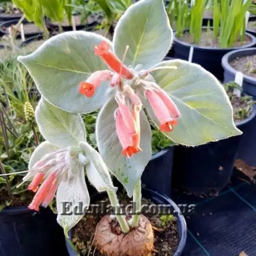 Зображення Синінгія Біловолоса - Sinningia leucotricha