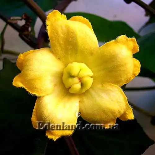 Изображение цветок