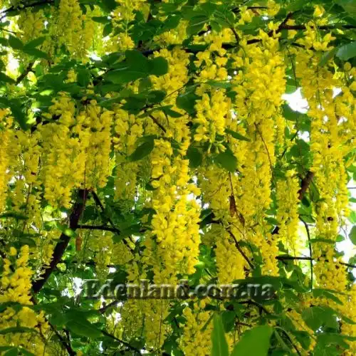 Изображение Лабурнум анагиролистный - Laburnum anagyroides