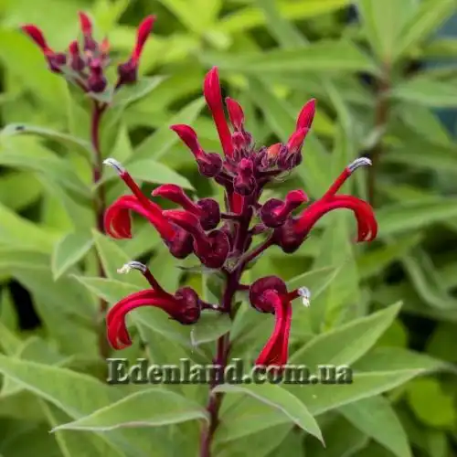 Изображение Лобелия Тупа - Lobelia tupa