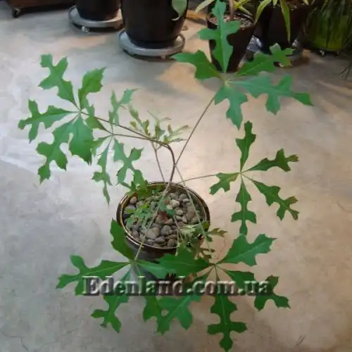 Изображение Куссония метельчатая подвид выемчатая - Cussonia paniculata subsp. sinuata 