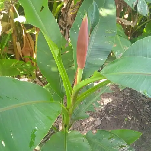 Изображение начало цветения