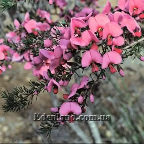 Зображення Гомфолобіум шорсткий - Gompholobium scabrum