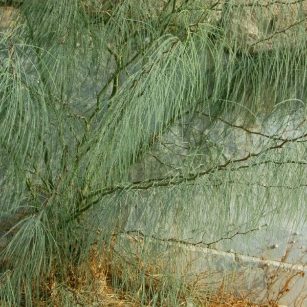 Зображення Паркінсонія шипувата - Parkinsonia aculeata 