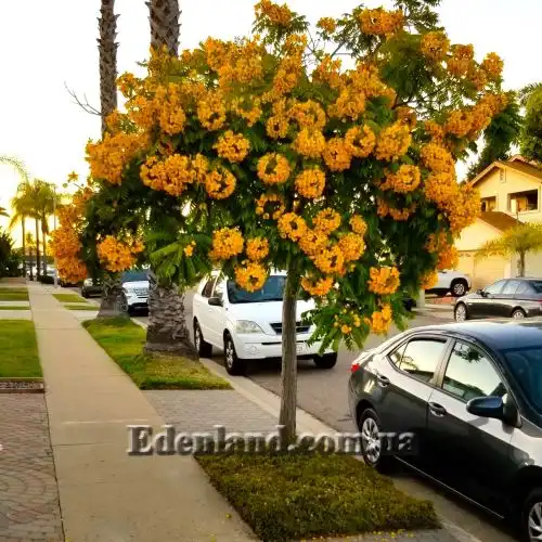 Изображение Кассия тонколистная - Cassia leptophylla 