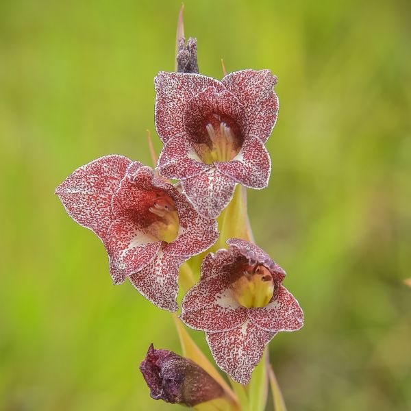 Зображення Гладіолус Еклона - Gladiolus ecklonii 