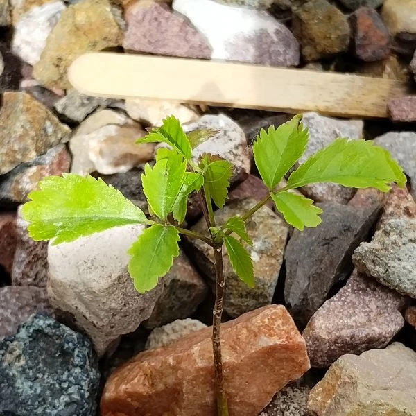 Изображение Хандроантус импетигинозный  - Handroanthus impetiginosa