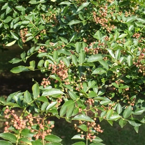 Изображение Зантоксилум подражающий - Zanthoxylum simulans  